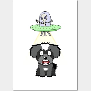 Funny miniature schnauzer is being abducted by aliens Posters and Art